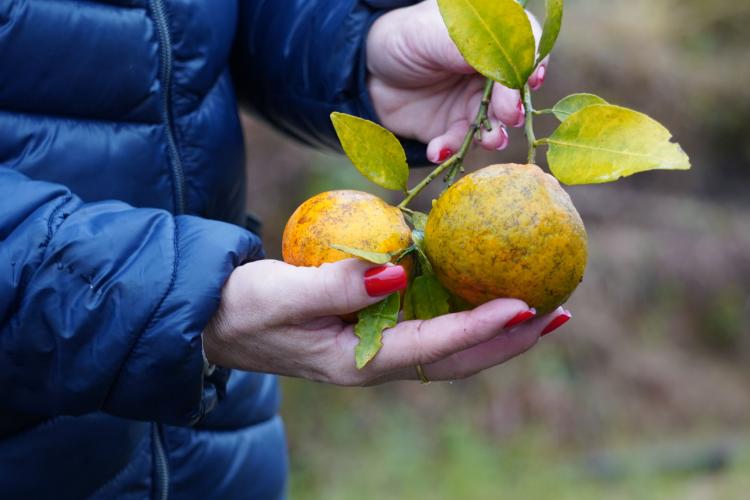 Adapar inicia segunda fase da Operação Big Citros para combater greening no Vale do Ribeira