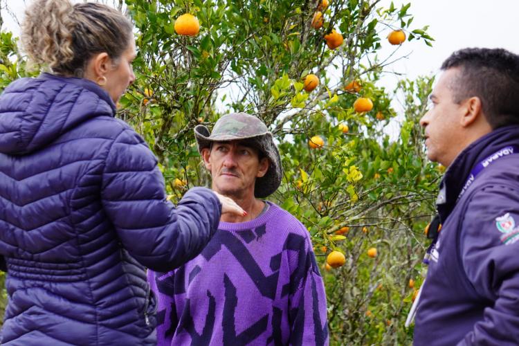 Adapar inicia segunda fase da Operação Big Citros para combater greening no Vale do Ribeira