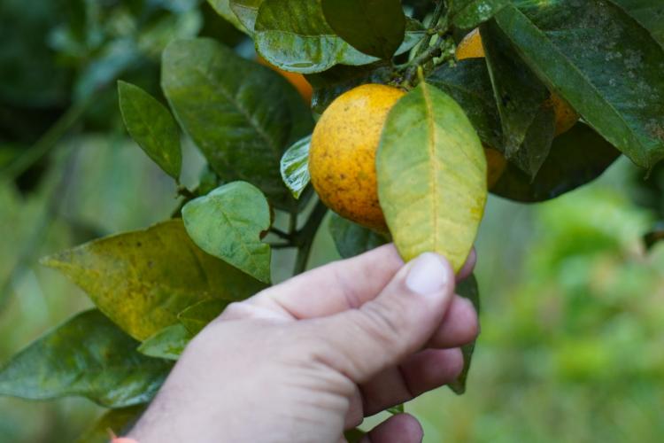 Adapar inicia segunda fase da Operação Big Citros para combater greening no Vale do Ribeira