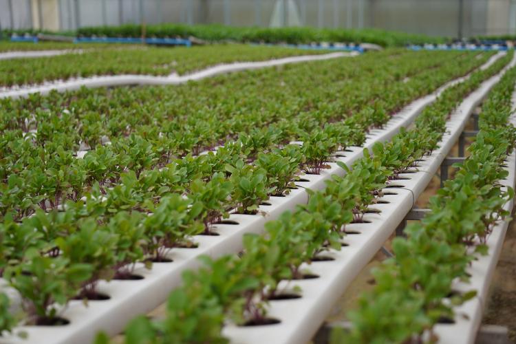 Feira Sabores do Paraná 2025 terá como novidade uma seção de hortifruticultura