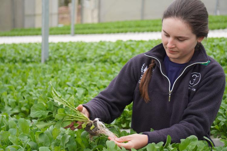 Feira Sabores do Paraná 2025 terá como novidade uma seção de hortifruticultura