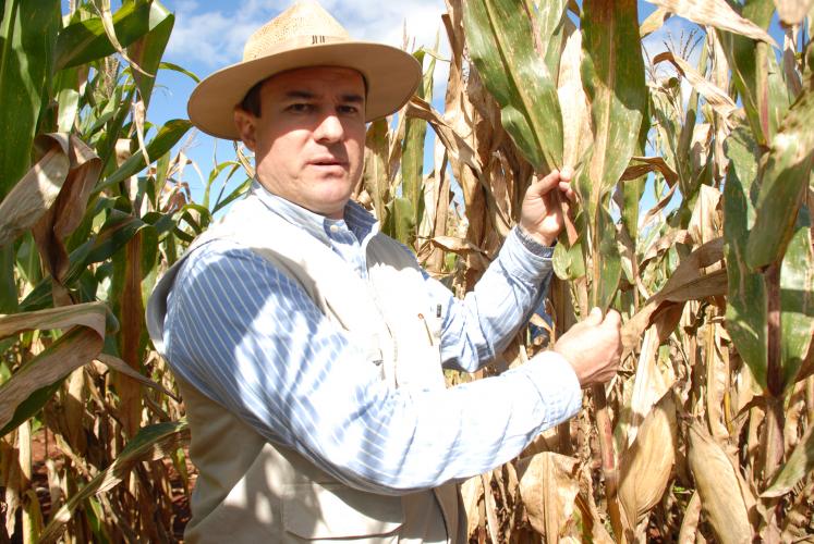 Controle da mancha-de-bipolaris será debatido durante Seminário Nacional de Milho Safrinha