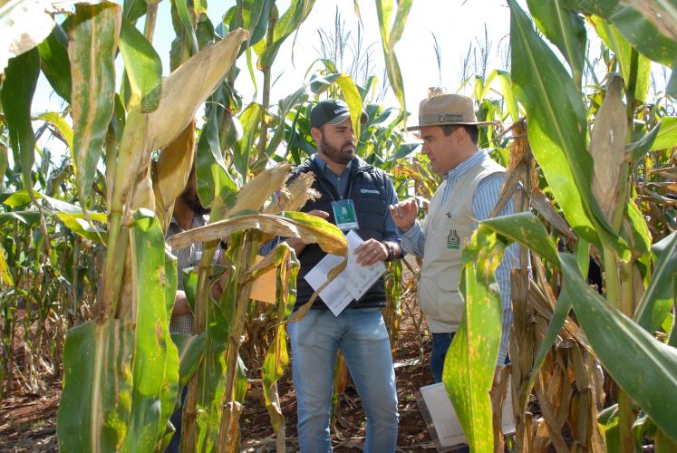 Controle da mancha-de-bipolaris será debatido durante Seminário Nacional de Milho Safrinha