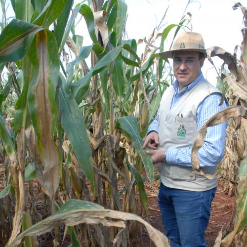 Controle da mancha-de-bipolaris será debatido durante Seminário Nacional de Milho Safrinha