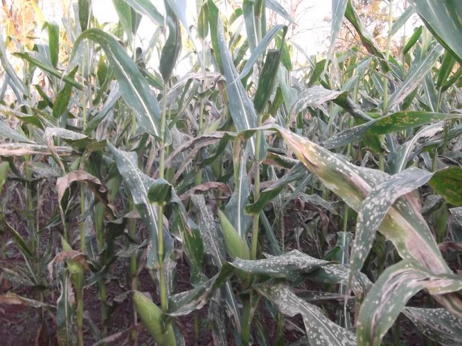 Milho: pesquisa analisa opções para controle da mancha branca