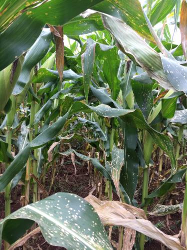 Milho: pesquisa analisa opções para controle da mancha branca