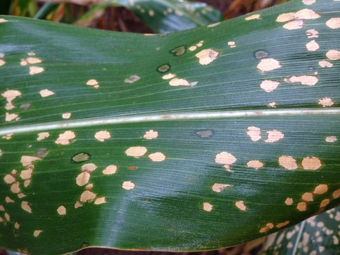 Milho: pesquisa analisa opções para controle da mancha branca