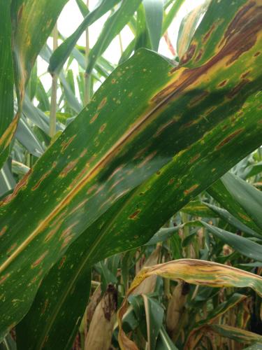 Controle da mancha-de-bipolaris será debatido durante Seminário Nacional de Milho Safrinha