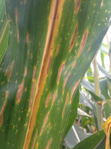 Controle da mancha-de-bipolaris será debatido durante Seminário Nacional de Milho Safrinha