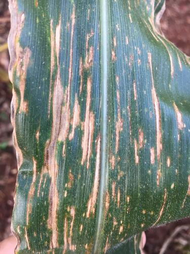 Controle da mancha-de-bipolaris será debatido durante Seminário Nacional de Milho Safrinha