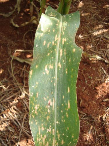 Controle da mancha-de-bipolaris será debatido durante Seminário Nacional de Milho Safrinha
