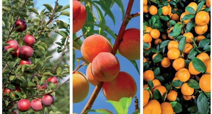 IDR-Paraná colabora com publicações com orientações técnicas na área de fruticultura