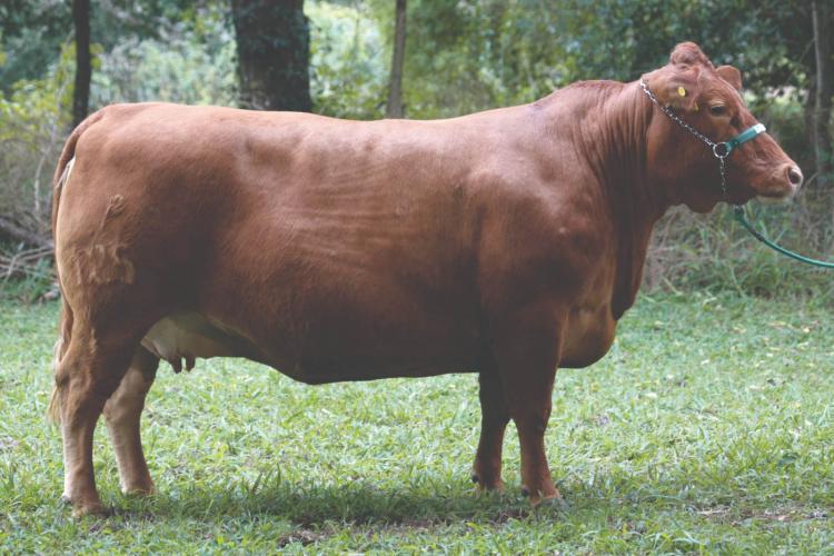 Parceria vai aprimorar a genética Purunã