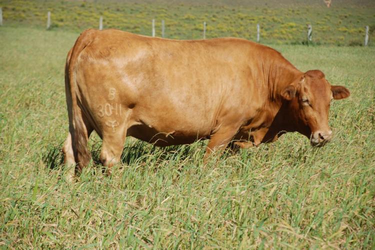 Parceria vai aprimorar a genética Purunã