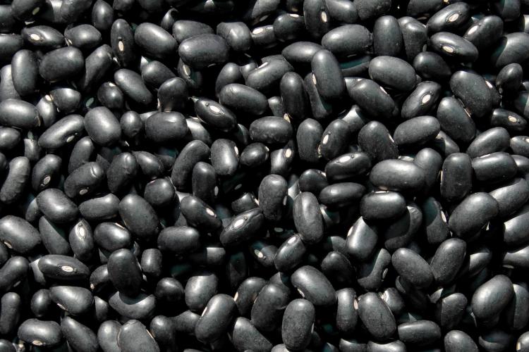 Cultivar de feijão criada pelo IDR-Paraná é destaque em congresso internacional