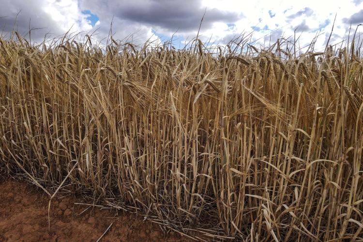Com estimativa de 449 mil toneladas, Paraná pode registrar safra histórica de cevada