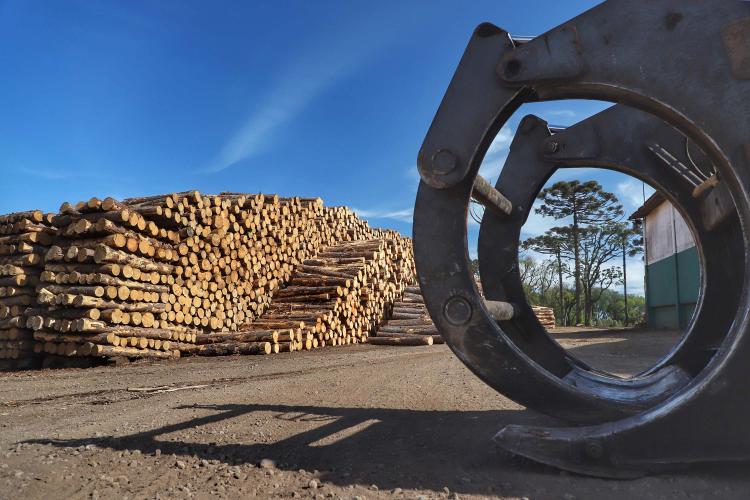 Com alta de 20,7%, Paraná consolida vice-liderança no valor da produção florestal