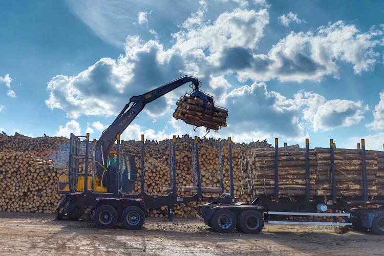 Com alta de 20,7%, Paraná consolida vice-liderança no valor da produção florestal