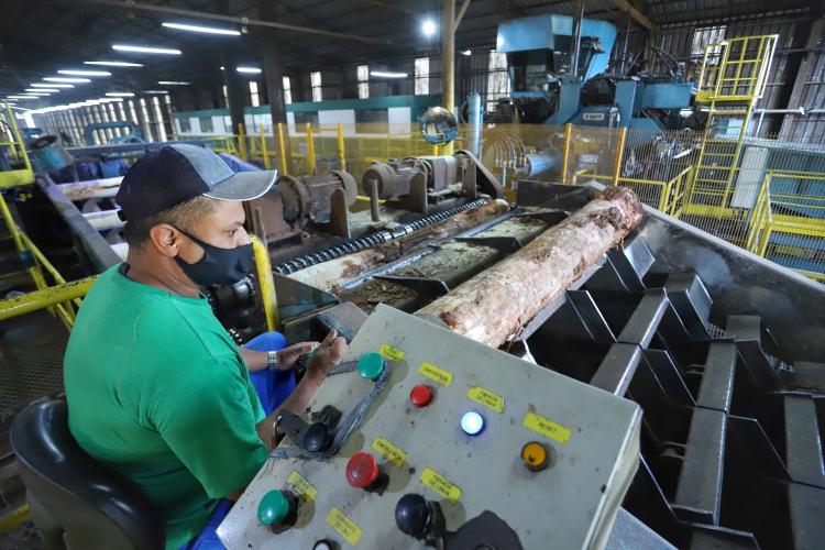 Com alta de 20,7%, Paraná consolida vice-liderança no valor da produção florestal