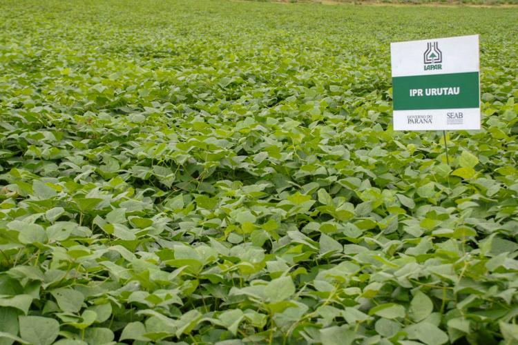 Cultivar de feijão criada pelo IDR-Paraná é destaque em congresso internacional