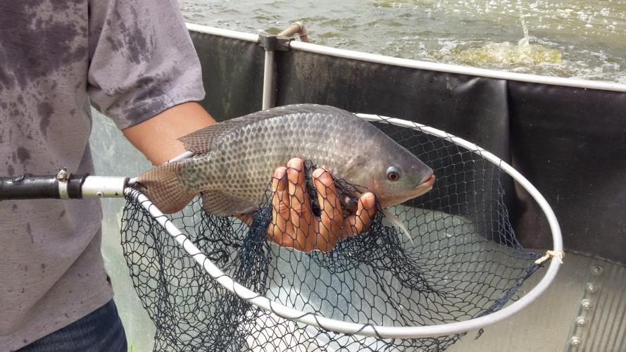 Paraná mantém-se na liderança da produção agropecuária e recupera áreas de mata nativa