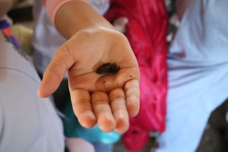 Agroecologia na Escola: projeto aproxima crianças, produção de alimentos e natureza