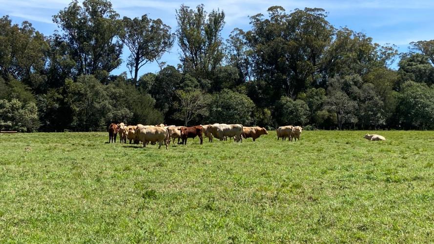 Integração lavoura-pecuária é destaque da II Mostra Tecnológica Fazenda-Modelo, em Ponta Grossa