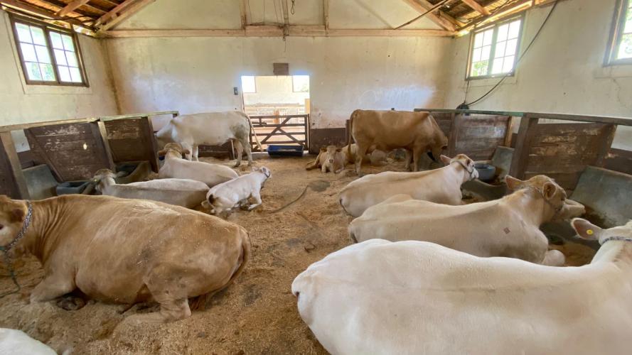 Integração lavoura-pecuária é destaque da II Mostra Tecnológica Fazenda-Modelo, em Ponta Grossa