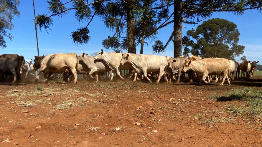 Integração lavoura-pecuária é destaque da II Mostra Tecnológica Fazenda-Modelo, em Ponta Grossa