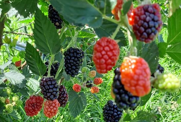 Boletim do Deral destaca exportação de proteínas animais e produção de amoras no Paraná