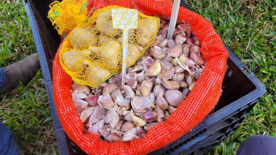 Projeto incentiva produção de alho livre de vírus na região de Maringá