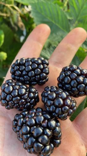 Boletim do Deral destaca exportação de proteínas animais e produção de amoras no Paraná