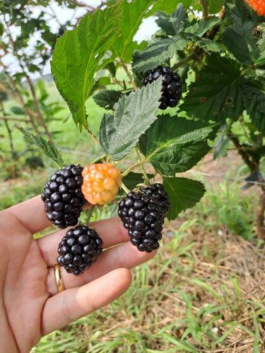 Boletim do Deral destaca exportação de proteínas animais e produção de amoras no Paraná