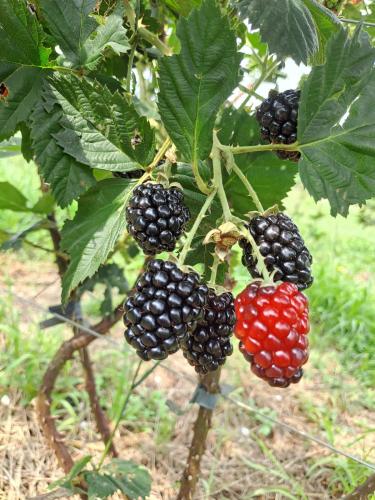 Boletim do Deral destaca exportação de proteínas animais e produção de amoras no Paraná