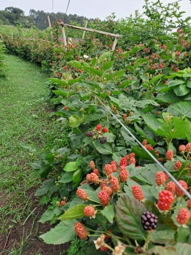 Boletim do Deral destaca exportação de proteínas animais e produção de amoras no Paraná