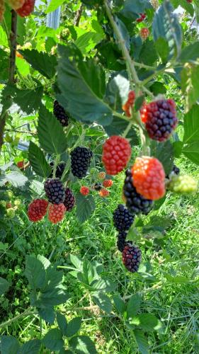 Boletim do Deral destaca exportação de proteínas animais e produção de amoras no Paraná