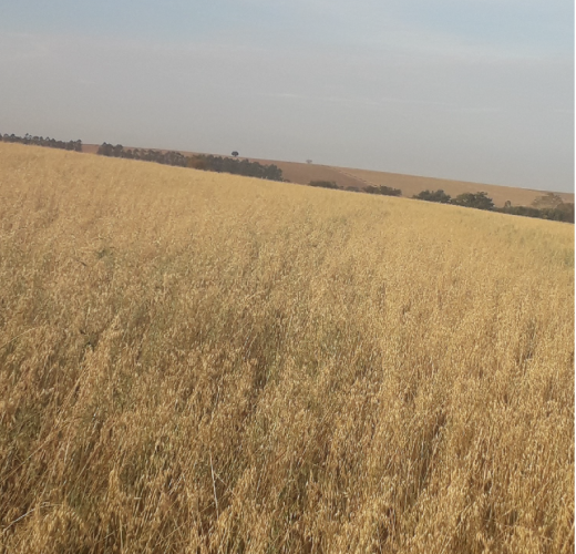 Dia de Campo destaca avanços nos cereais de inverno e sustentabilidade