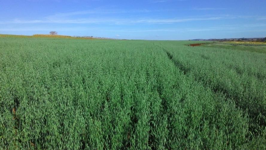 Dia de Campo destaca avanços nos cereais de inverno e sustentabilidade