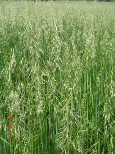 Dia de Campo destaca avanços nos cereais de inverno e sustentabilidade