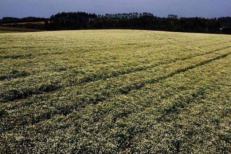 Paraná consolida liderança na camomila e movimenta R$ 15 milhões no campo