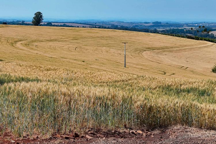 Paraná é o estado que mais destinou recursos para a agricultura em 2025