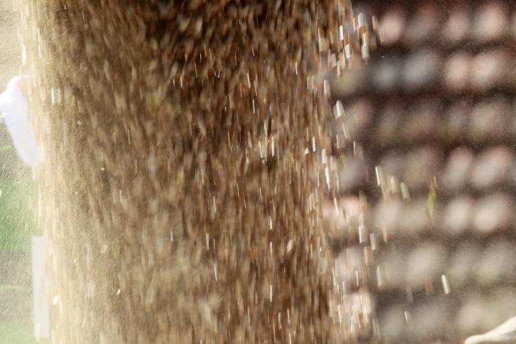 Paraná tem terceira maior alta do País na previsão da safra de setembro, aponta IBGE