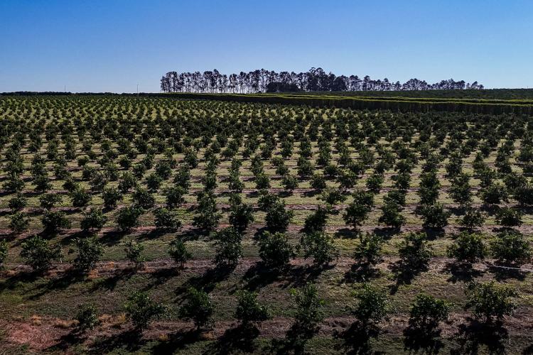 Paraná é o estado que mais destinou recursos para a agricultura em 2025