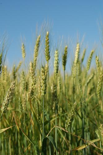 Dia de Campo destaca avanços nos cereais de inverno e sustentabilidade