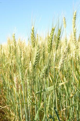 Dia de Campo destaca avanços nos cereais de inverno e sustentabilidade