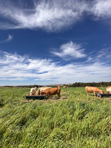 Australianos conhecem pesquisas do IDR-Paraná em Santa Tereza do Oeste