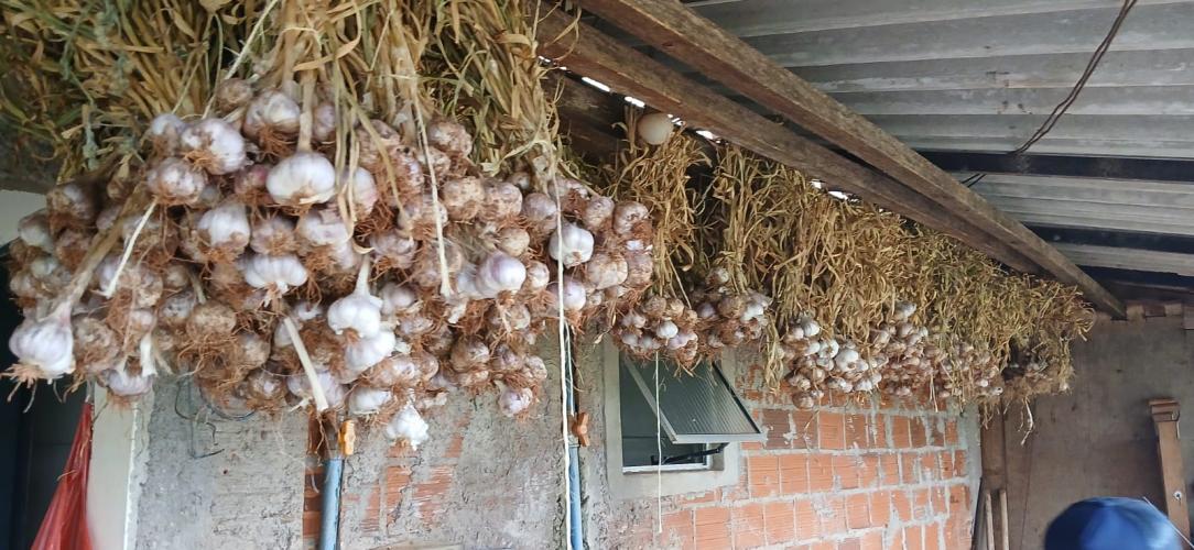 Projeto incentiva produção de alho livre de vírus na região de Maringá