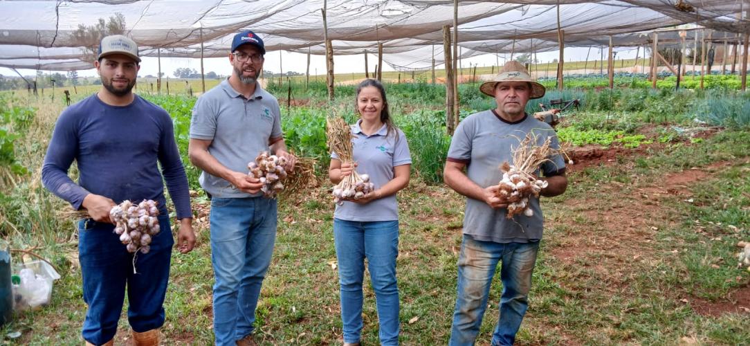 Projeto incentiva produção de alho livre de vírus na região de Maringá