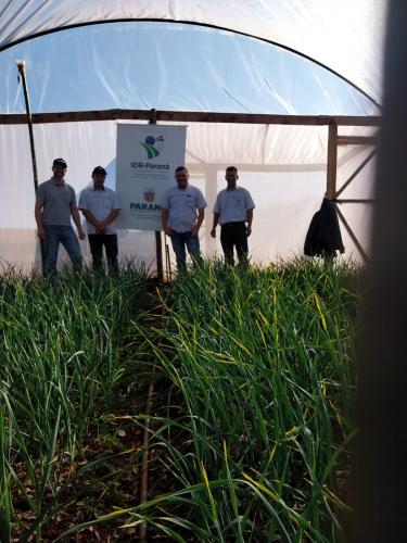 Projeto incentiva produção de alho livre de vírus na região de Maringá