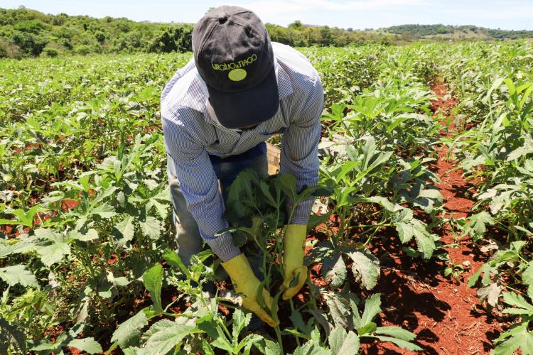 Painel Agropecuária Paranaense amplia divulgação sobre crescimento da produção